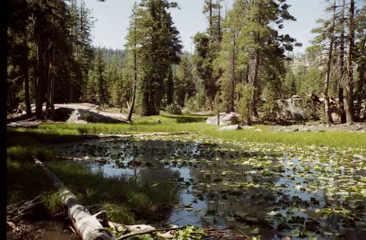 Lilly Pad Lake, South of Tamarack Lake on the Pacific Crest Trail North of Ebbetts Pass