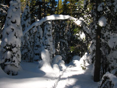 Snowshoe path through dense forest