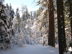 Christmas Valley's Snow covered forests, Jan 2011