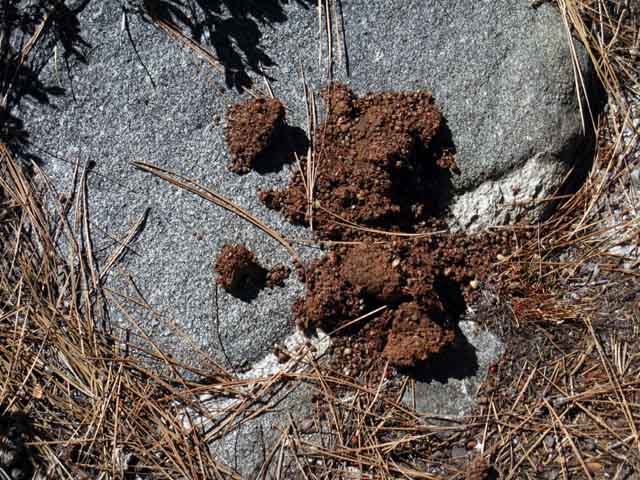 Bear crap near the mouth of Lake Valley.