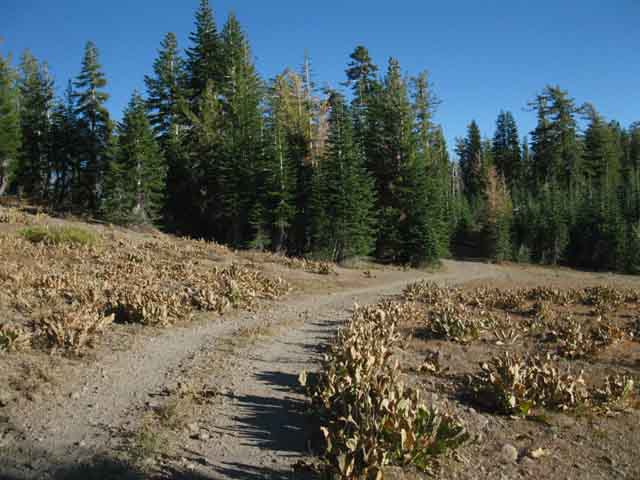 Bee Gulch trail junction off Mount Reba jeep road.