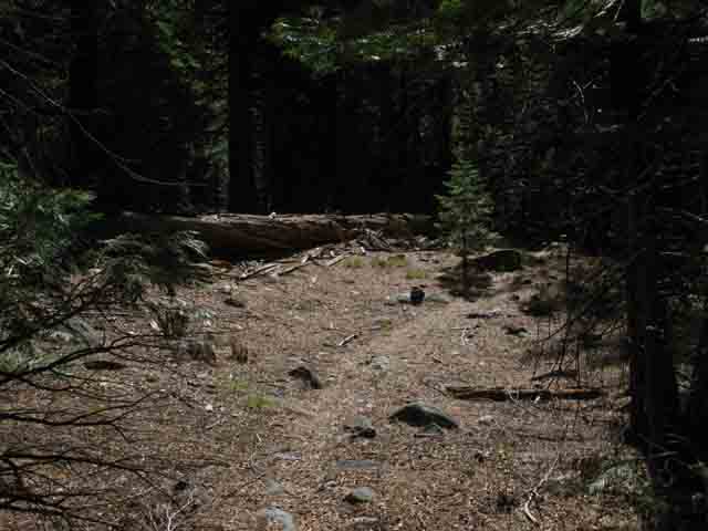 Tahoe to Yosemite Trail South of Camp Irene.