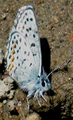 Little Blue Butterfly at the Carson Gap Pond