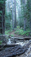 Forest Trail to Lake Genevieve