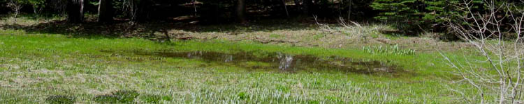Wet Meadow Shrinking, June 6, '09, just below Meiss Meadow