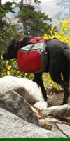 Peter and Jason's Pack Dog heading North, back to Echo Summit Trail head, from Showers Lake