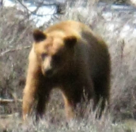 Bear in Poison Flat, June 2, 2010