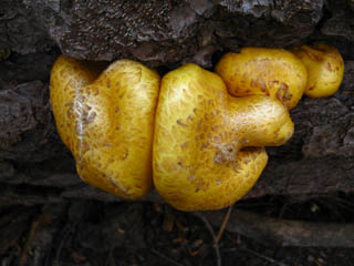 High Sierra Fungus growing on downed White Pine, detail