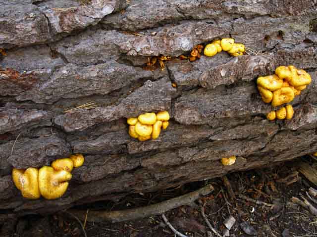 Fungus growing on downed Tree in the Eastern Sierra, Humbold-Toiyabe National Forest