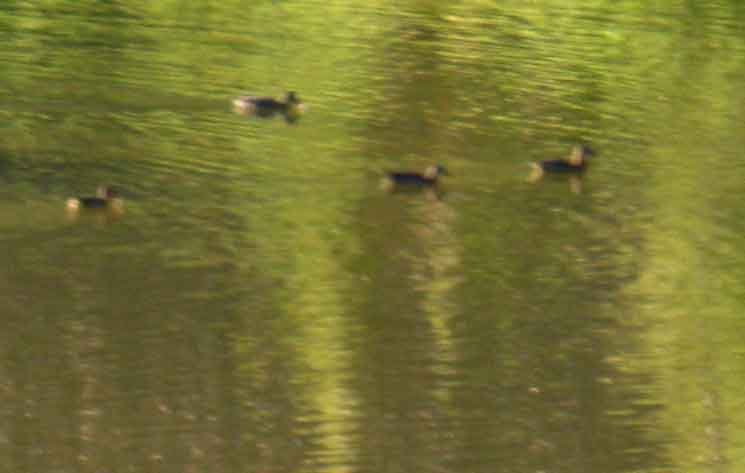 Wood Ducks on Sherrold Lake