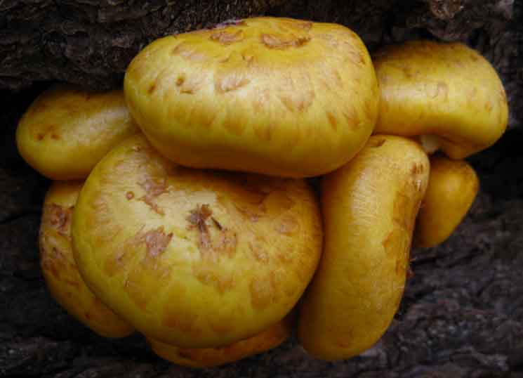 Fungus in Mokelumne Wilderness.
