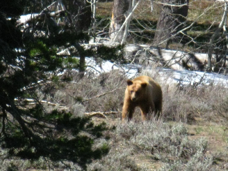 Wild Bear in Poison Flat, June 2, 2010