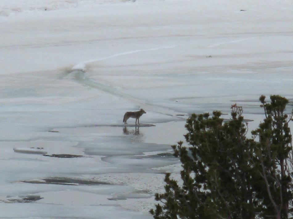 Coyote at Round Top Lake
