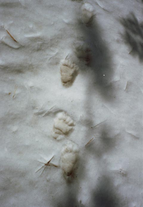 Bear tracks on Spring Snow.