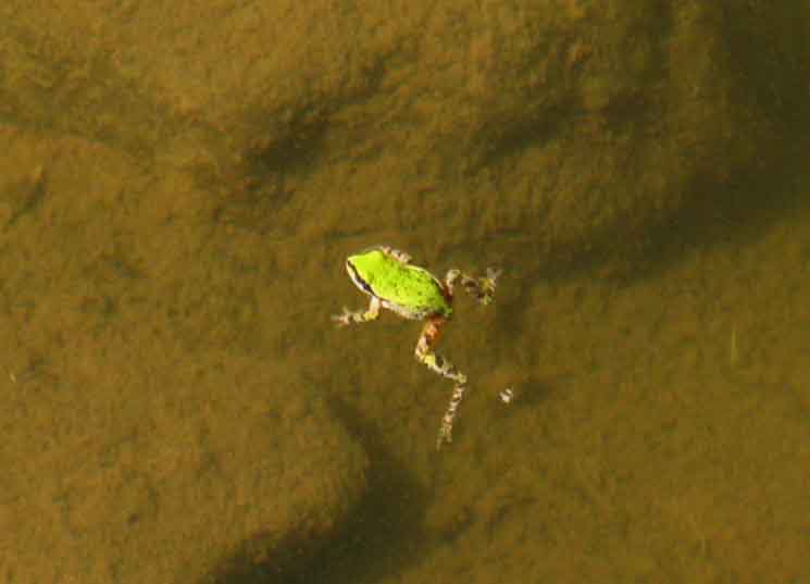 Noble Lake Treefrog.
