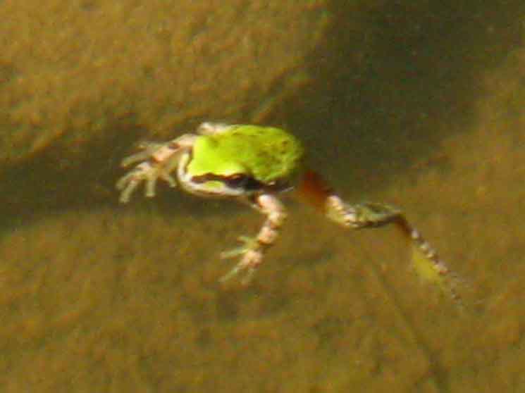 Noble Lake Treefrog.