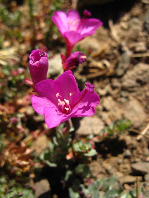 Vibrant Pink Flower, Sonora Peak, late September.