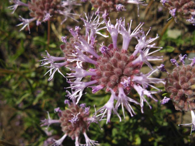 purple flower, Sonora Peak, hiking Pacific Crest Trail.