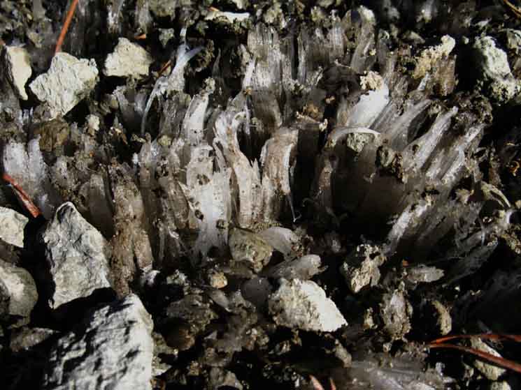 Ice crystals grow out of High Sierra trail surface.