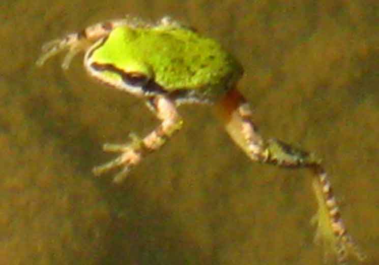 High Sierra Tree Frog.
