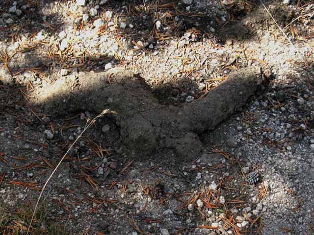 Mole casing on Pacific Crest Trail in late October 2011.