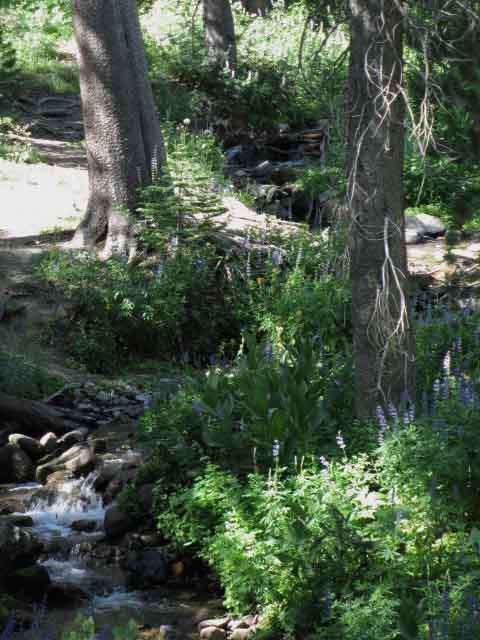 Headwaters of the North fork of the Mokelumne River.