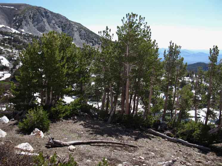 Upper campsite along PCT above Wolf Creek Lake.