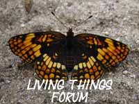 Living things forum.