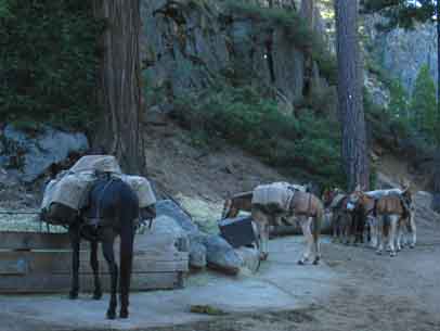 Staging mules for loading and departure.