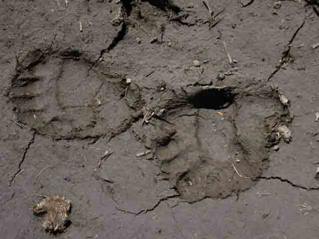 Bear tracks near pond South of Dorothy Lake.