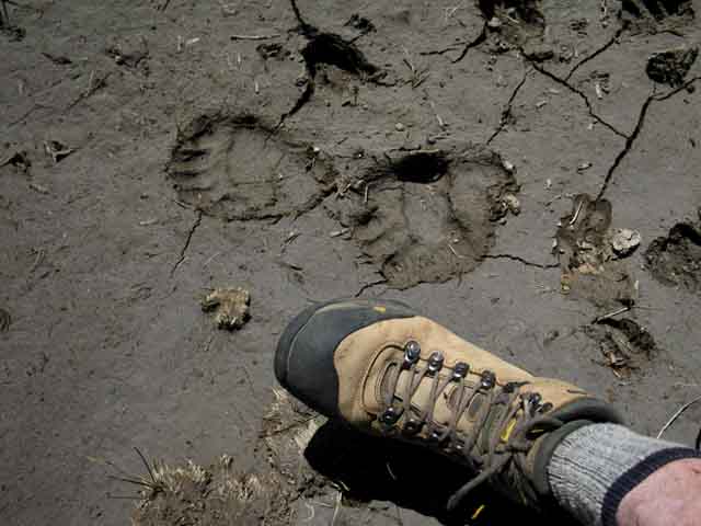 Bear tracks with foot scale.