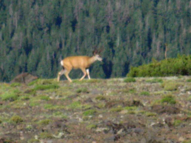 Buck grazing along on South Flank of the Leavitt Massif.