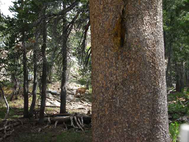 Doe in forest near Cascade Creek trail junction.