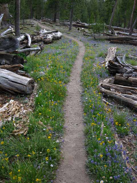 Flowers and green lining trail up Kennedy Canyon along the Pacific Crest Trail.