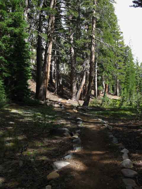 Shaded PCT North of upper Cinko Lake trail junction.