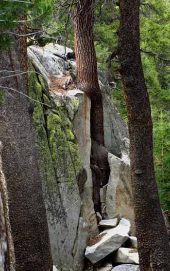 White pine growing in granite crack.