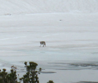 Coyote on Frozen Round Top Lake