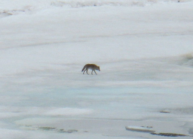 Coyote at Round Top Lake scouting about