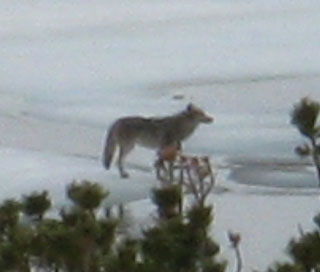 Something caught the attention of the Coyote at Round Top Lake