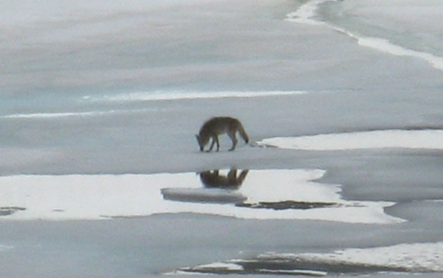 Coyote on the frozen surface of  Round Top Lake