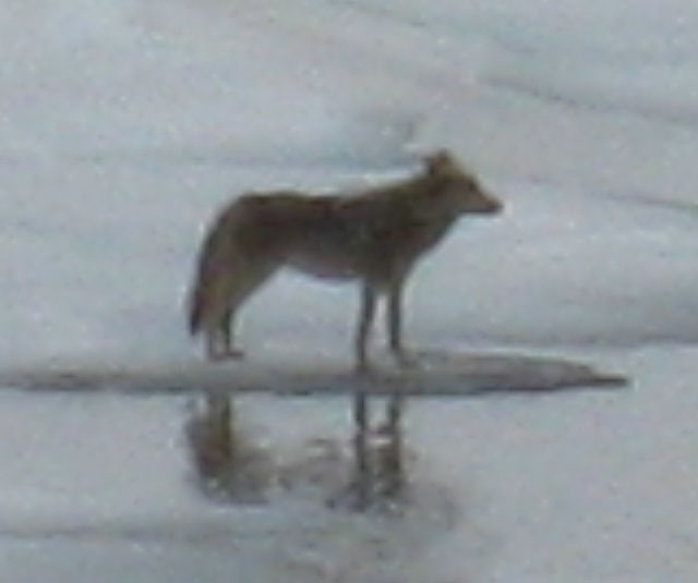 Attentive Coyote on the ice at Round Top Lake