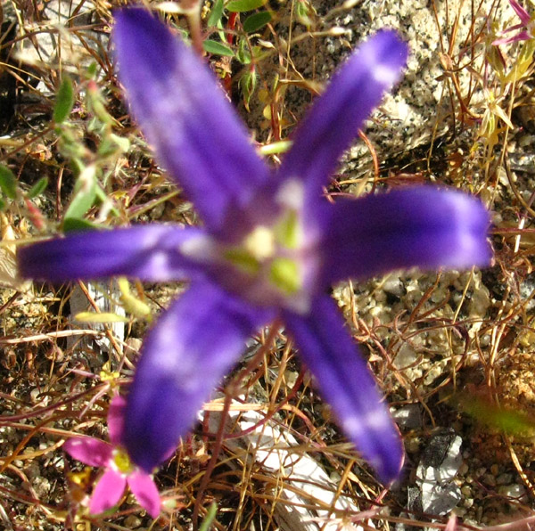 Luminescent Purple Flower, backpacking the Tahoe to Yosemite Trail.