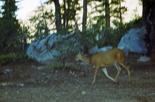 Deer visits Fourth of July Lake campsite