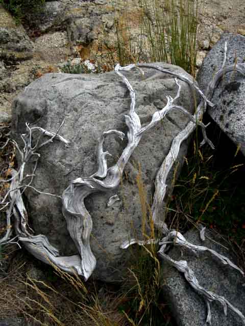 Boulder wrapped with skeleton of juniper.