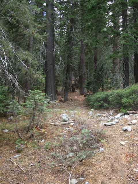 Descending to Horse Canyon along Tahoe to Yosemite Trail.