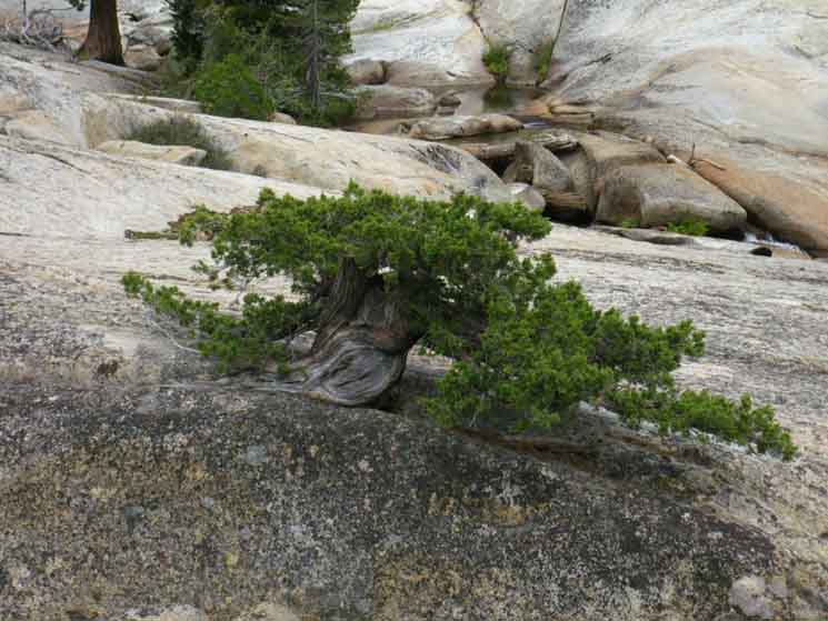 Dwarf Juiper Tree appears to grow out of solid granite in Summit City Canyon.