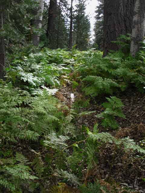 Trail through the Ferns in the Fern Zone.