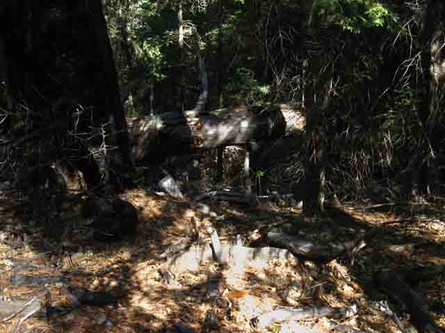 Fallen snag blocks Tahoe to Yosemite Trail.
