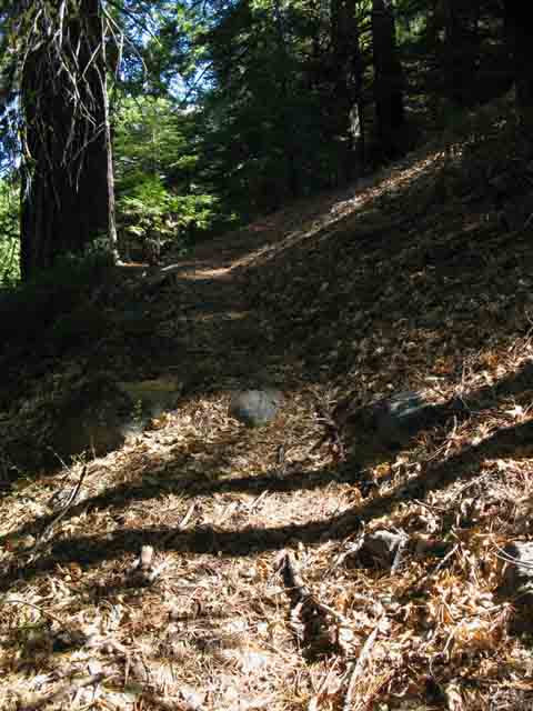 Forested Switchbacks.