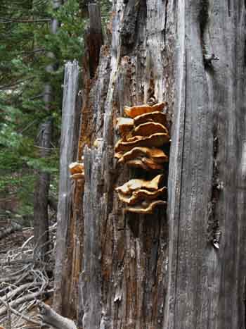Fungus on snag in Summit City Canyon.